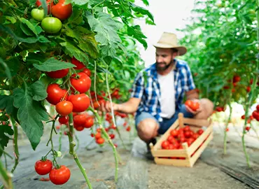 Agriculture & Forestry